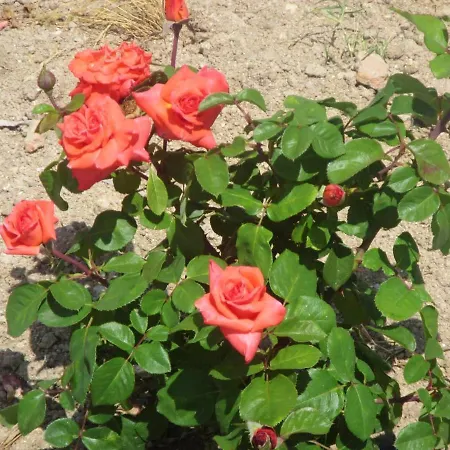 Βίλα With 6 Bedrooms In Peraboa With Wonderful Mountain View Private Pool Furnished Garden *