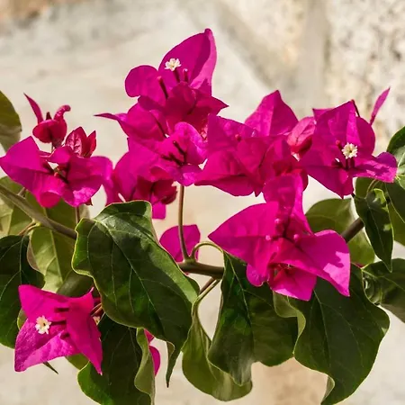 With 6 Bedrooms In Peraboa With Wonderful Mountain View Private Pool Furnished Garden Βίλα